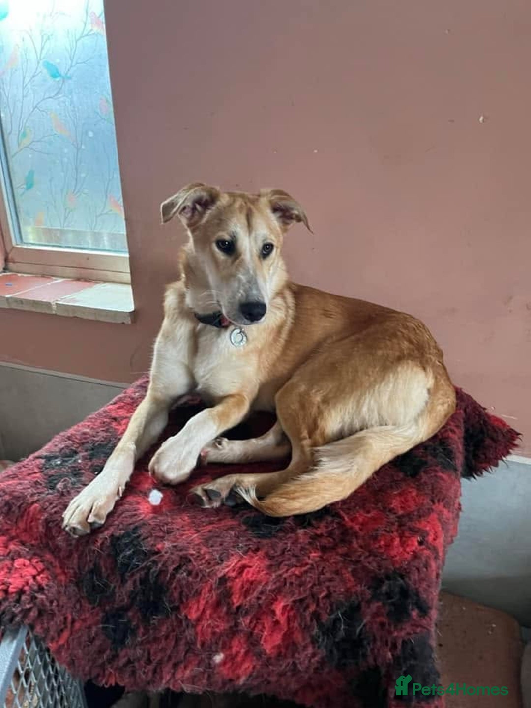 Mixed Breed dogs for adoption: Cristina - Norwich Norfolk  - Image 15