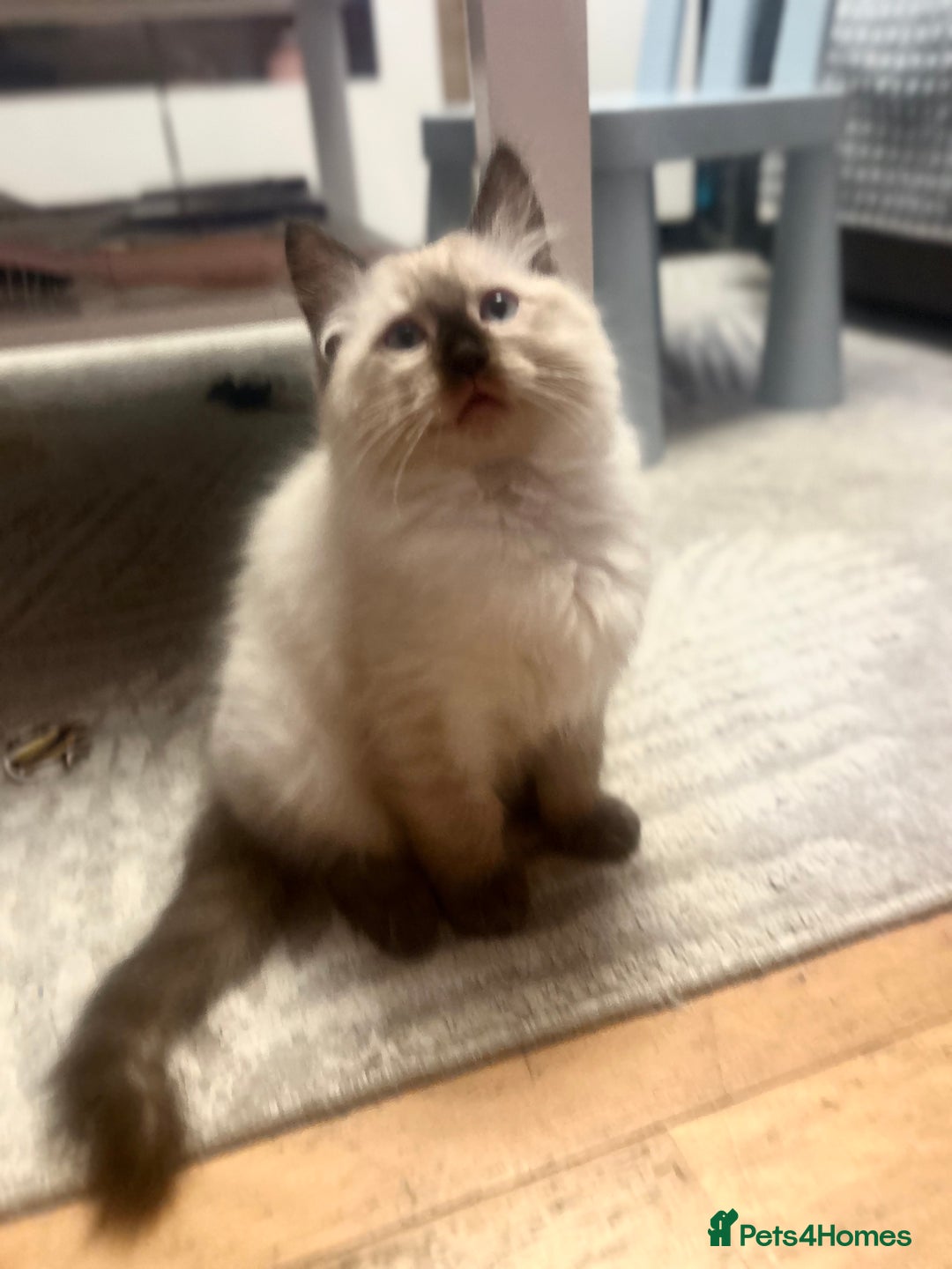 Ragdoll cats for sale: 😻Beautiful Purebred Ragdoll kittens 😻 - Advert 16
