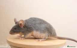 Mouse rodents for sale: 🐭 Female Mice Available for Adoption 🐭 - Image 1