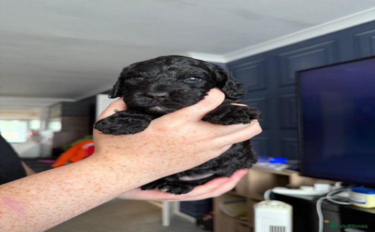 Cockapoo dogs - Advert 1