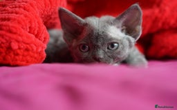 Devon Rex cats for sale: 💙 Devon Rex Female Kitten Available 💙 - Image 6