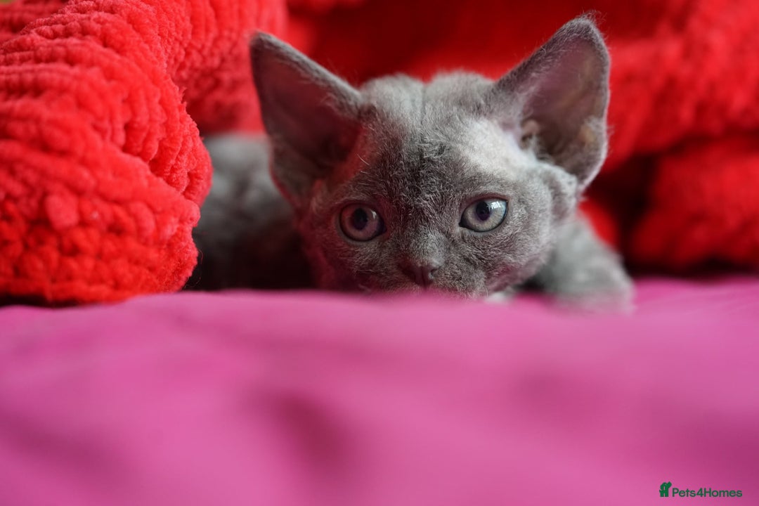 Devon Rex cats for sale: 💙 Devon Rex Female Kitten Available 💙 - Image 6