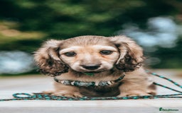 Miniature Dachshund dogs for sale: CREAM MINIATURE DACHSHUNDS CHAMPION PEDIGREE  - Image 30