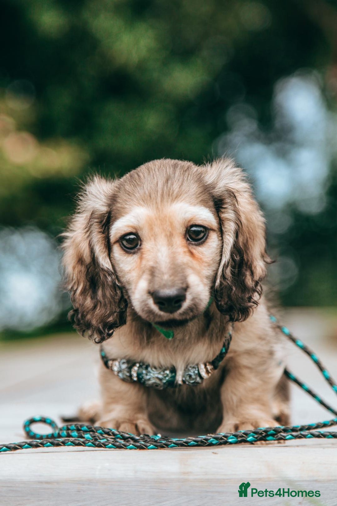 Miniature Dachshund dogs for sale: CREAM MINIATURE DACHSHUNDS CHAMPION PEDIGREE  - Image 30