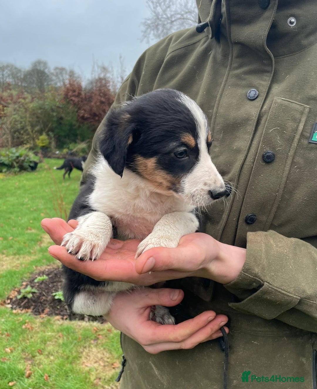 Border Collie dogs for sale: 8 Border Collie Puppies - Advert 7