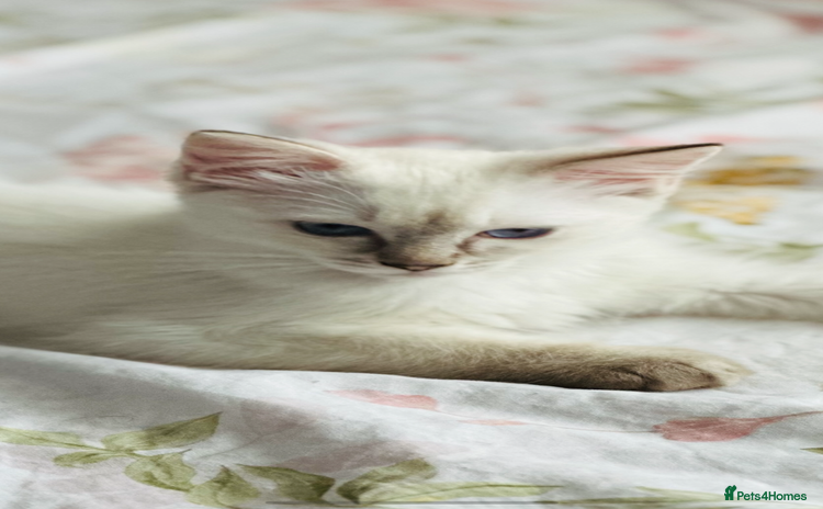 Ragdoll cats - Advert 2