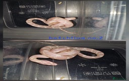 Corn Snake reptiles for sale: Beautiful corn snakes  - Image 28
