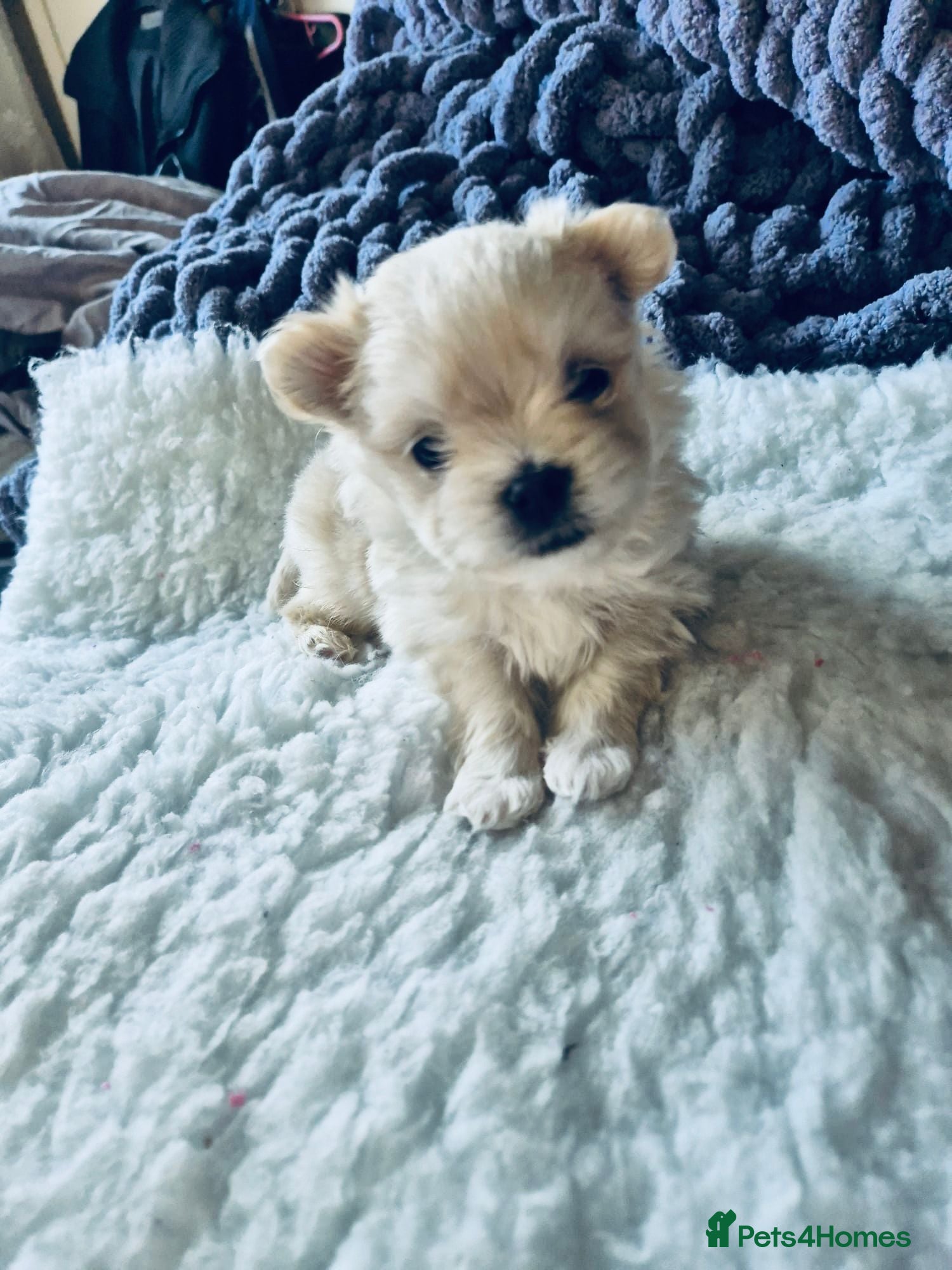 Mixed Breed dogs Maltipom - Advert 1