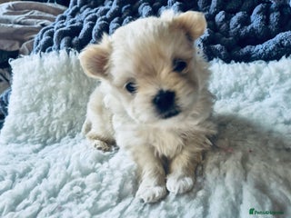 Mixed Breed dogs Maltipom - Advert 2