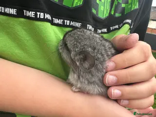 Mixed Breed rodents Little boy - Advert 1