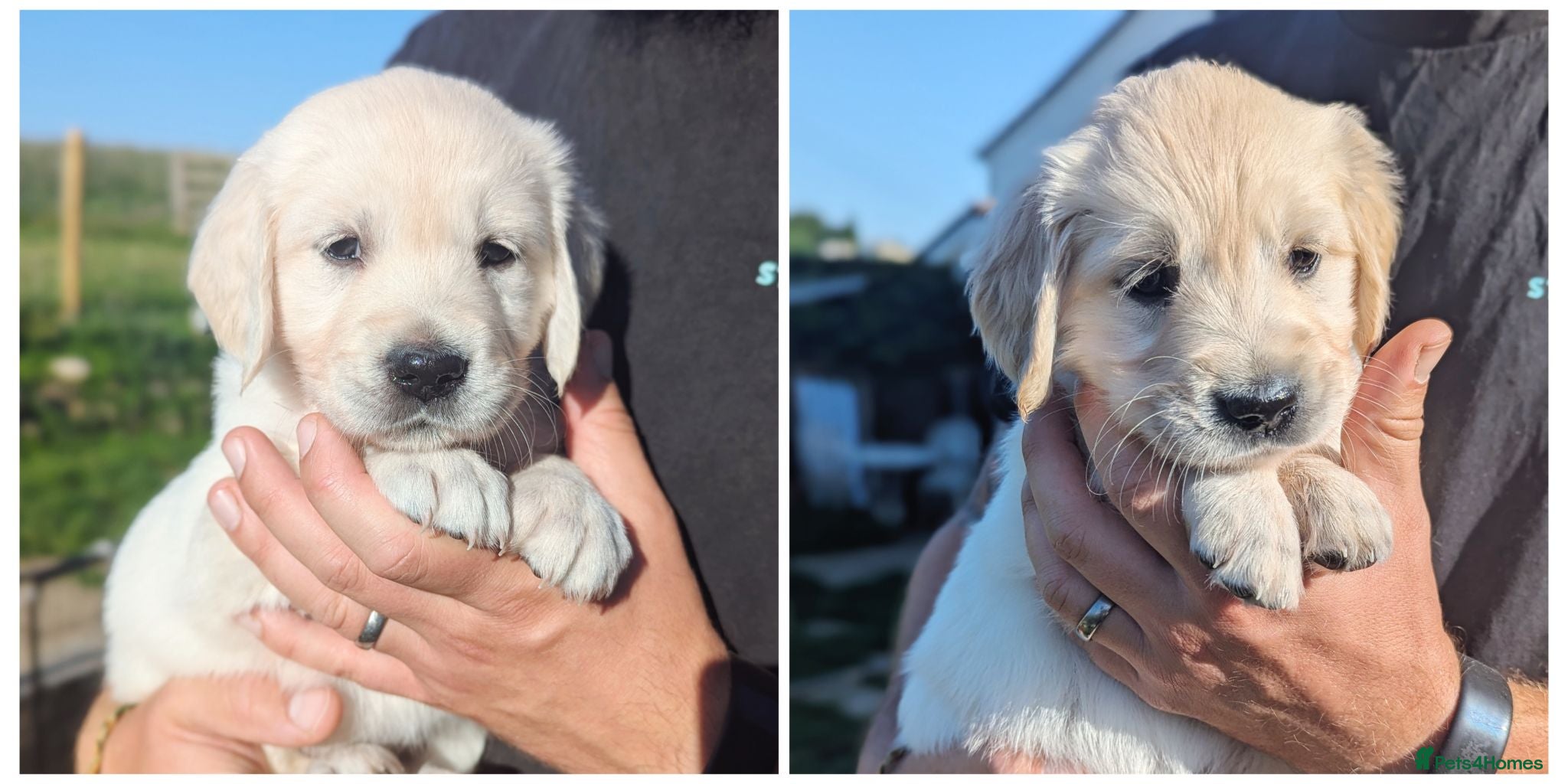 Golden Retriever dogs 2 Girls Chunky cream and golden puppies - Advert 1