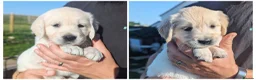 Golden Retriever dogs for sale: LAST GIRL Chunky cream and golden puppy  - Advert 15