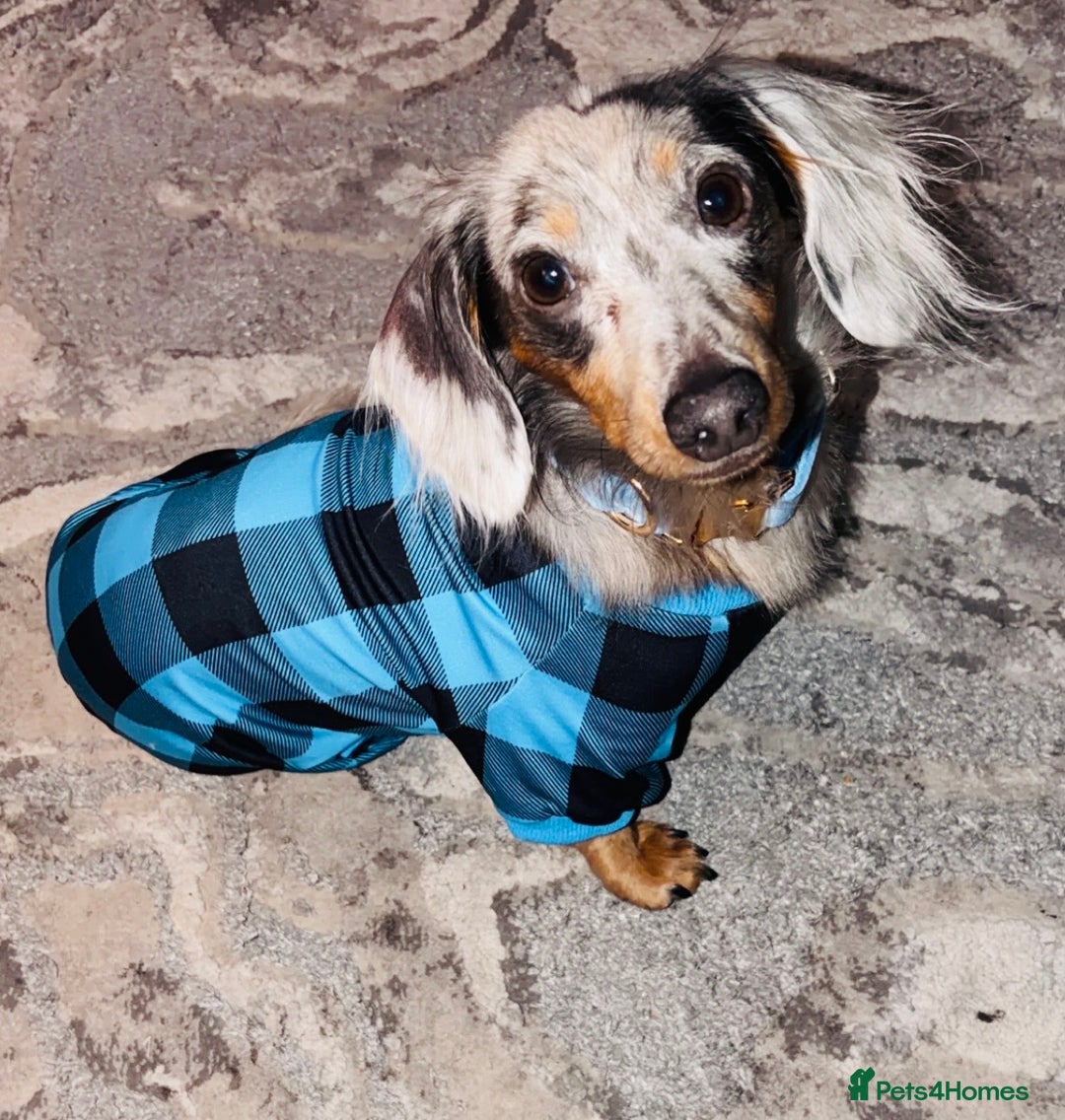 Miniature Dachshund dogs for stud: FOR STUD - Advert 4