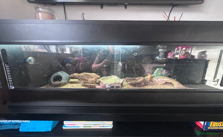 Leopard Gecko reptiles - Advert 4
