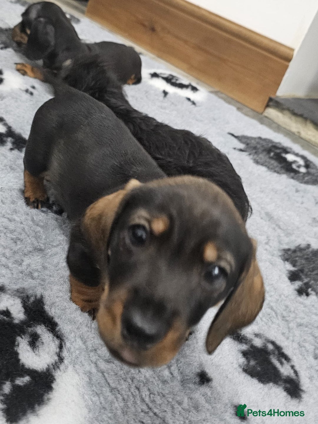 Dachshund dogs for sale: Kc wirehaired daschund puppies  - Image 4