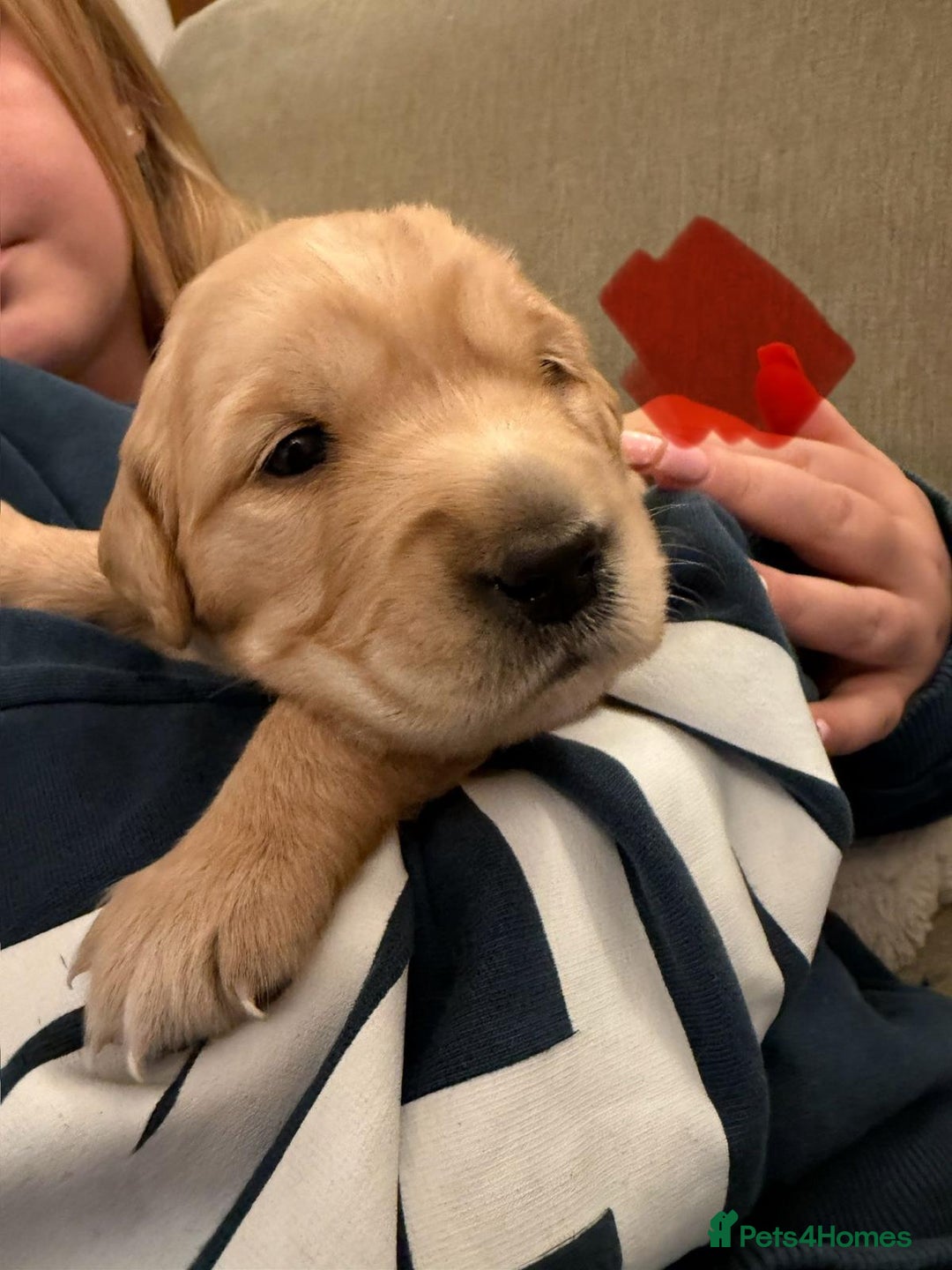 Golden Retriever dogs for sale: KC Reg Golden Retriever Pups - CHAMPION Bloodlines - Image 32