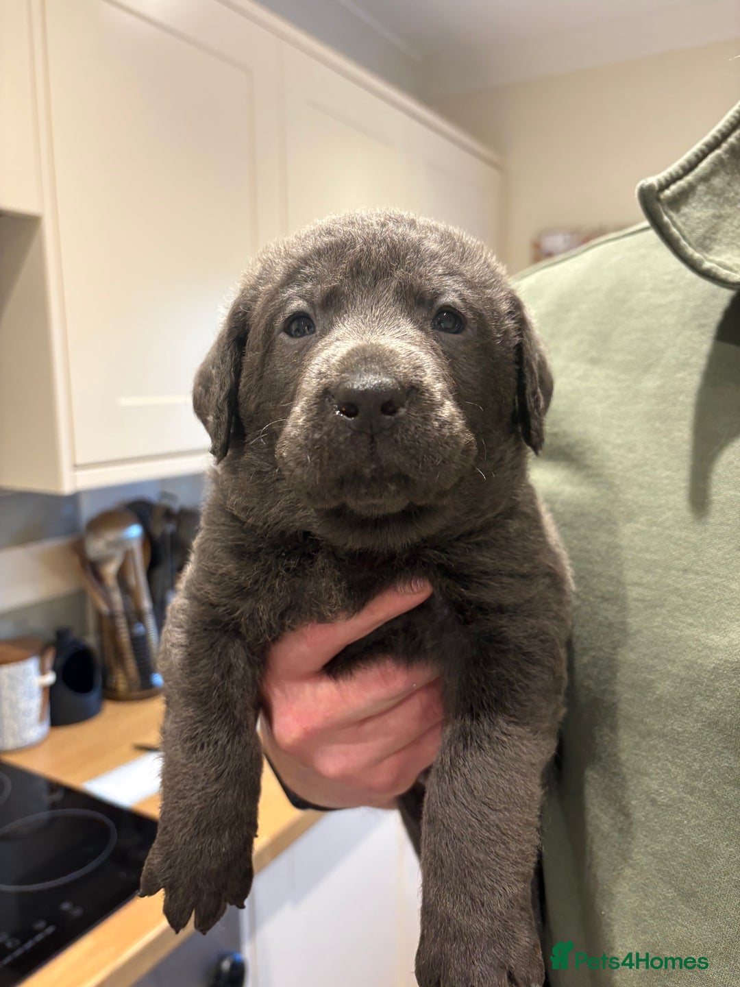 Labrador Retriever dogs for sale: Charcoal/silver Labrador puppies  - Advert 17