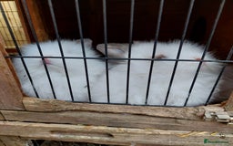 Mixed Breed rabbits for sale: All Female Gorgeous Lionhead/Lop/English rabbits. in Pewsey - Image 9