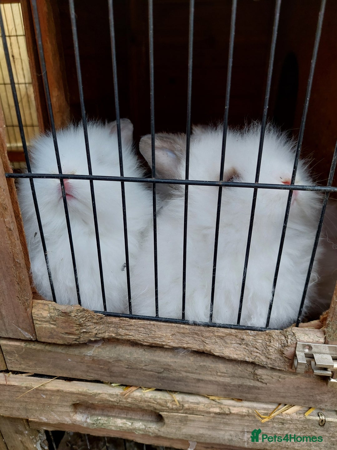 Mixed Breed rabbits for sale: All Female Gorgeous Lionhead/Lop/English rabbits. in Pewsey - Image 9