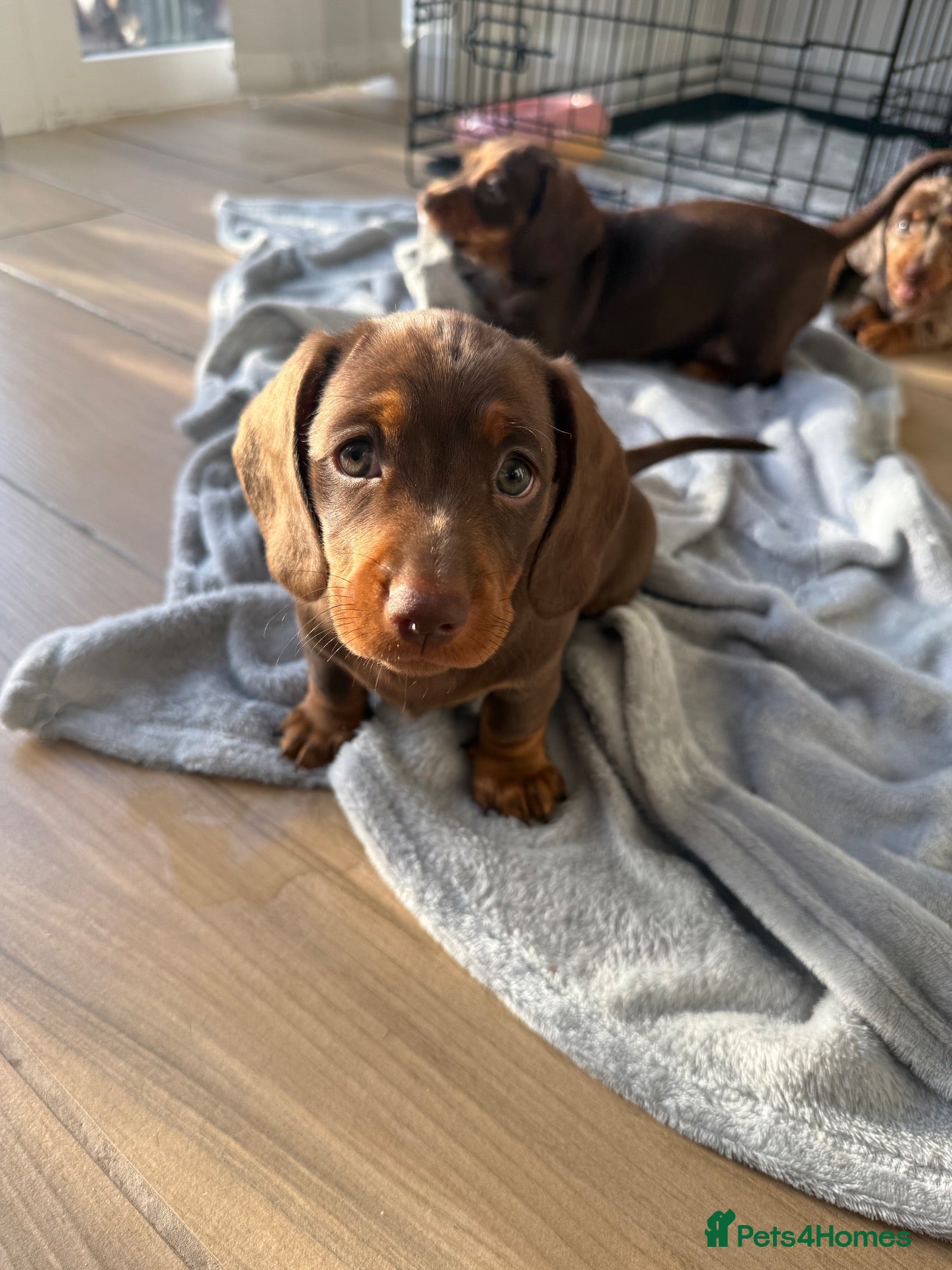 Miniature Dachshund dogs WHO WANTS TO TAKE ME HOME 🥰🐾 - Advert 1