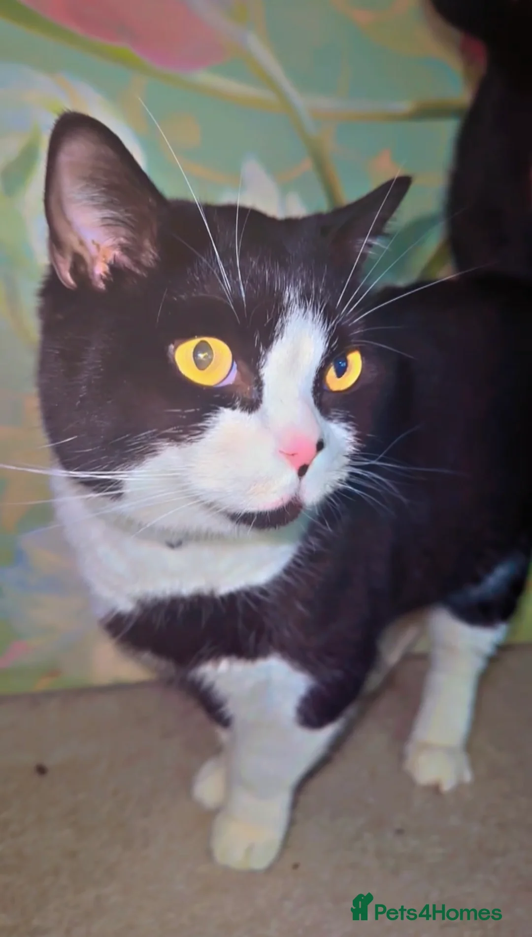 British Shorthair cats for sale: British Shorthair Tuxedo Male Cat❤️ - Advert 4