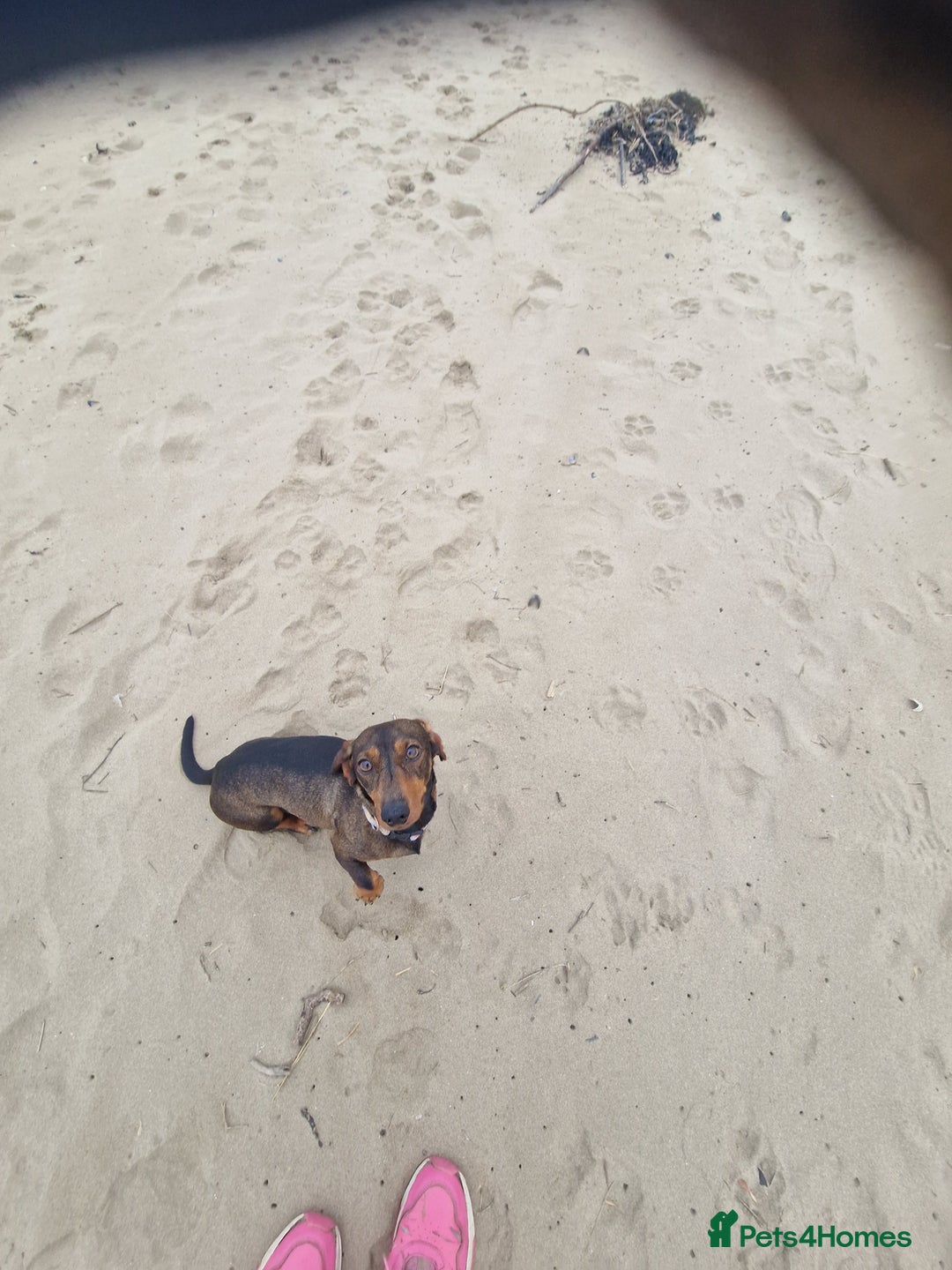 Mixed Breed dogs for sale: Staffy X Miniature Dachsund Puppies - Advert 2