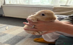 Mini Lion Lop rabbits for sale: Mini lion lop babies  - Image 4