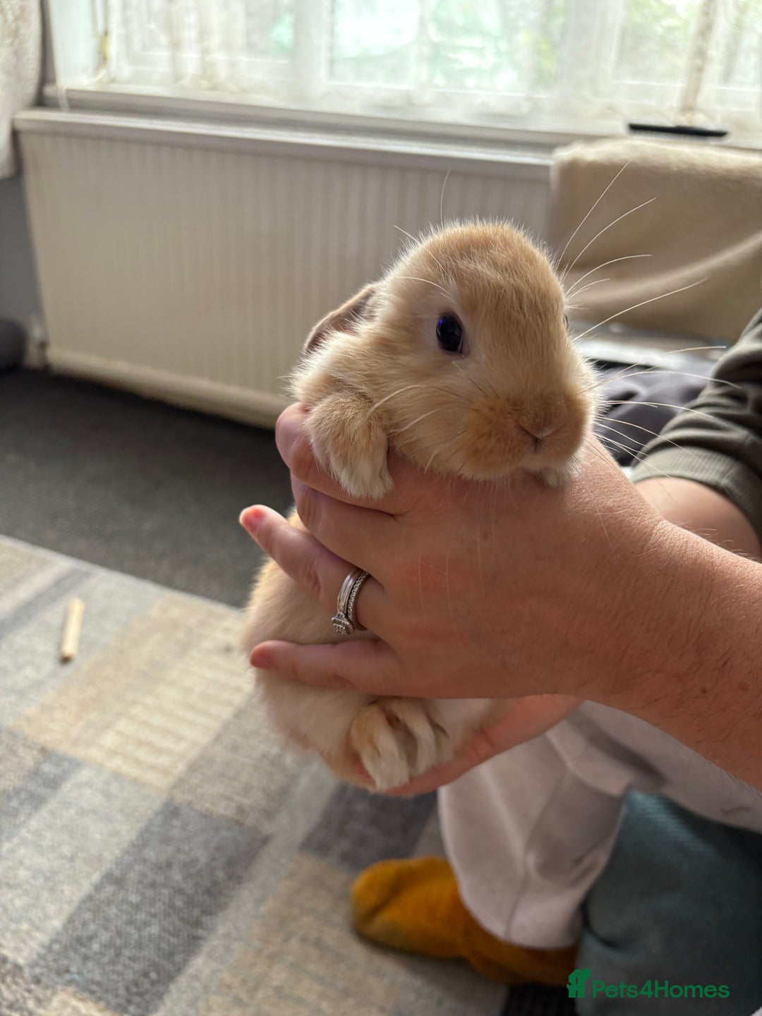 Mini Lion Lop rabbits for sale: Mini lion lop babies  - Image 4