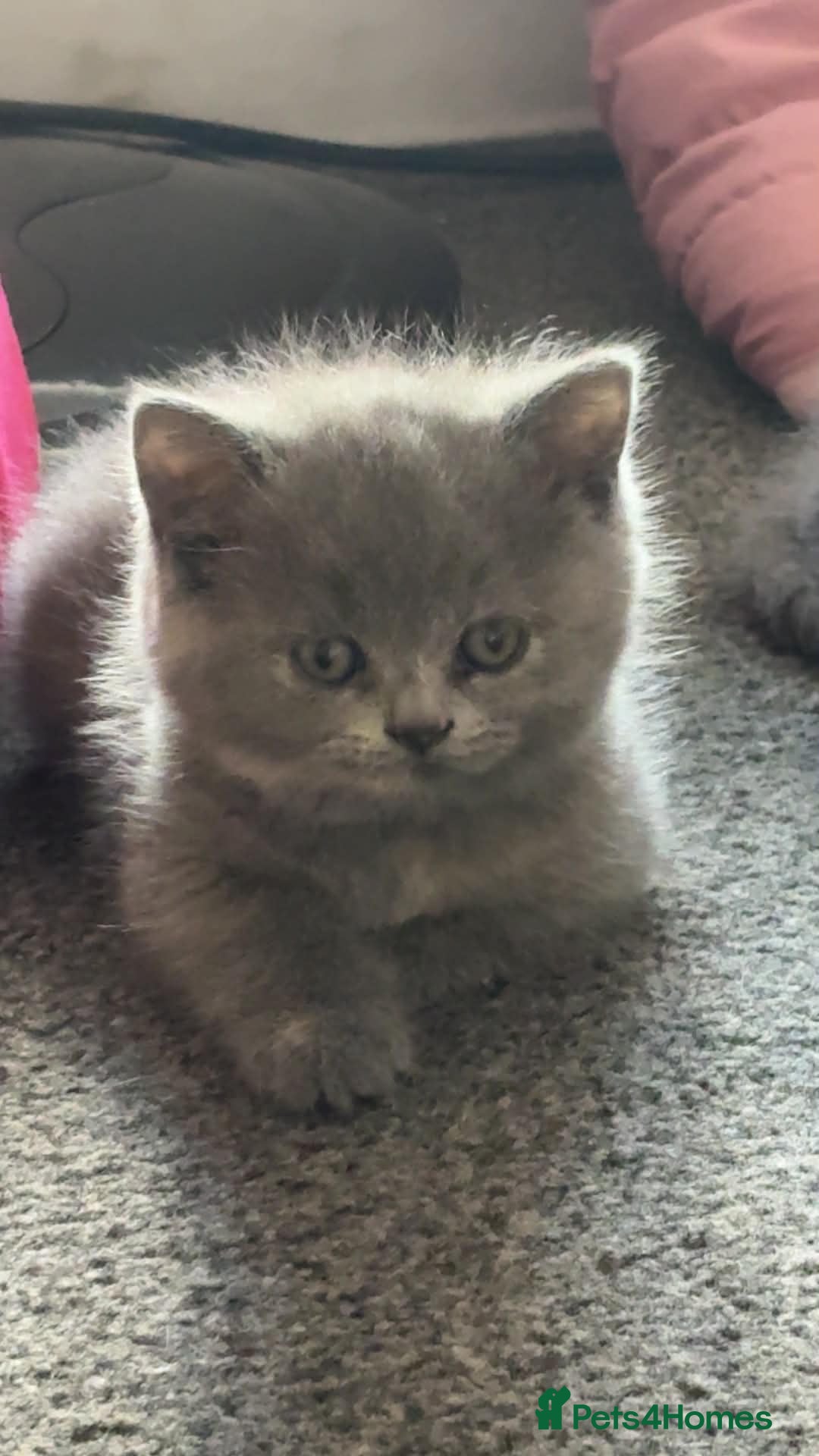 British Shorthair cats  100% Pedigree Chunky BSH Kittens - Advert 2
