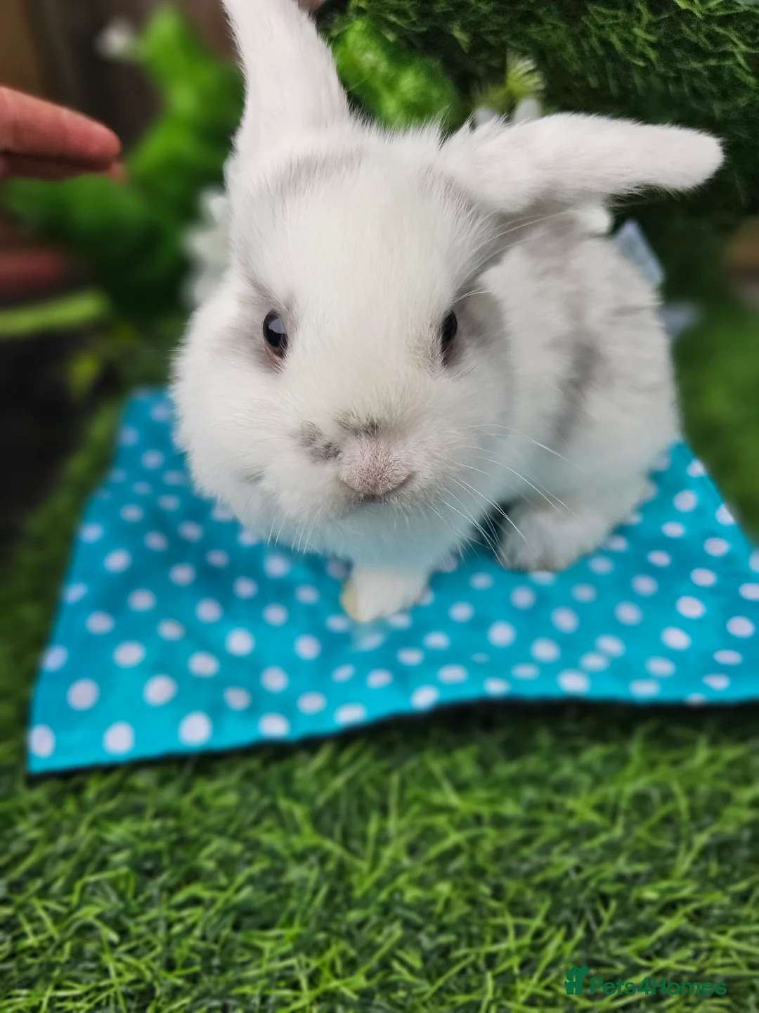 Mini Lop rabbits for sale: Beautiful Purbreed Mini Lops - Advert 10