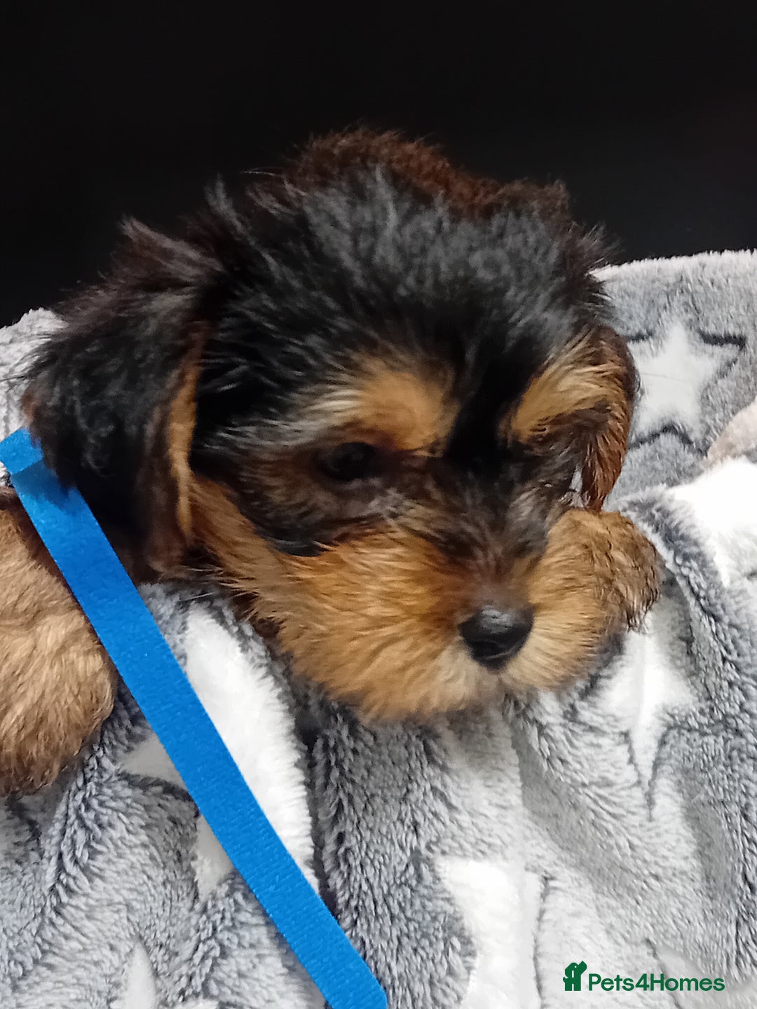 Yorkshire Terrier dogs for sale: Yorkshire Terrier Puppies 2 Boys and 1 Girl - Advert 9