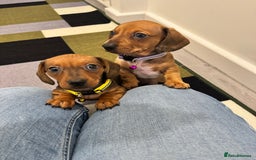 Dachshund dogs for sale: Dachshund female and male puppies  - Image 3