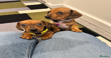 Dachshund dogs Dachshund female and male.Ready for adoption NOW. - Advert 5