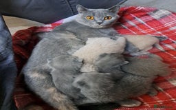 British Shorthair cats for sale: Chunky BSH kittens. PETS ONLY - Image 7