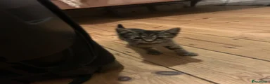 Phoebe