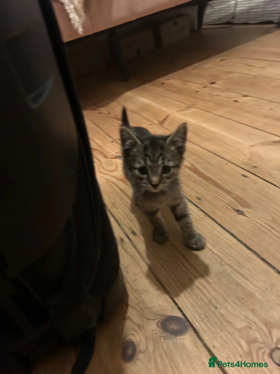 Mixed Breed cats for sale: Our little tabby kittens  in Caterham - Advert 7