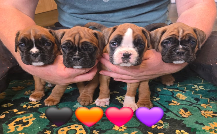 Boxer dogs - Advert 3