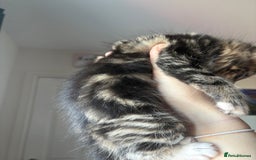 Bengal cats for sale: 1 girl LEFT 🩷tri-tabby Bengal x Siberian kitten🩷 - Image 3