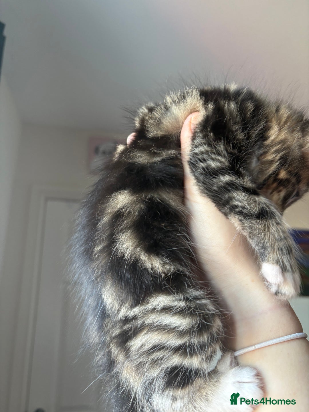 Bengal cats for sale: 1 girl LEFT 🩷tri-tabby Bengal x Siberian kitten🩷 - Image 3