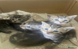 Mixed Breed cats for sale: Mixed breed ragdoll & tabby kittens - Image 9
