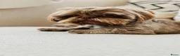 Shih Tzu dogs for stud: Chocolate Shih Tzu for Stud - Advert 3