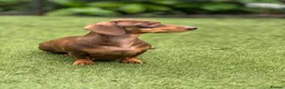 Miniature Dachshund dogs for sale:  5★ LICENSED BREEDER • KC SILVER DAPPLE BOY - Advert 9