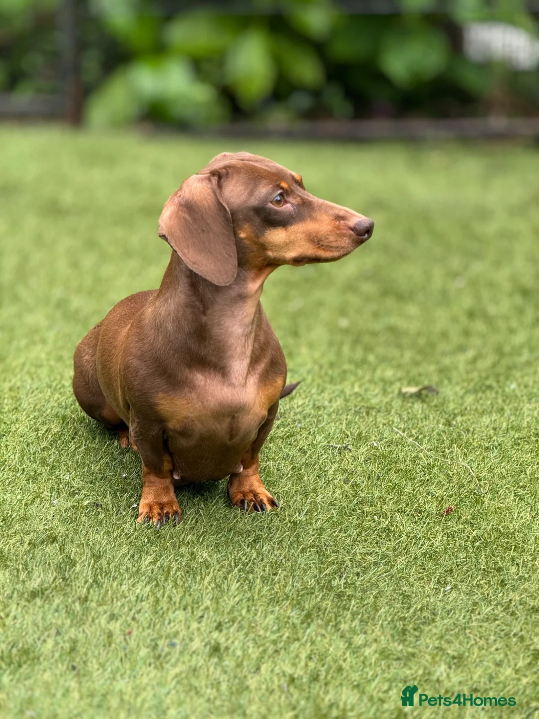 Miniature Dachshund dogs for sale:  5★ LICENSED BREEDER • KC SILVER DAPPLE BOY - Advert 9
