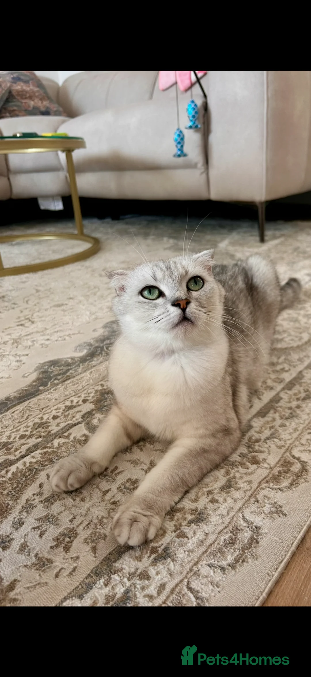Scottish Fold cats for sale: Ayla White scottish fold - Advert 2