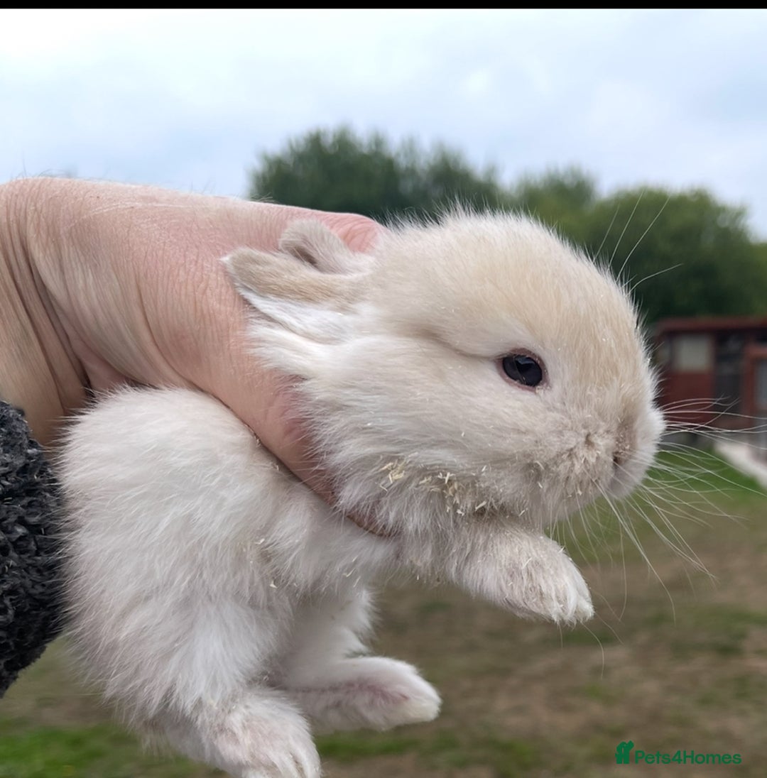 Mini Lop rabbits for sale: Baby mini lops ready to reserve !! - Image 29