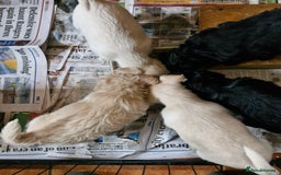 Schnoodle dogs for sale: Schnoodle puppies - Image 3