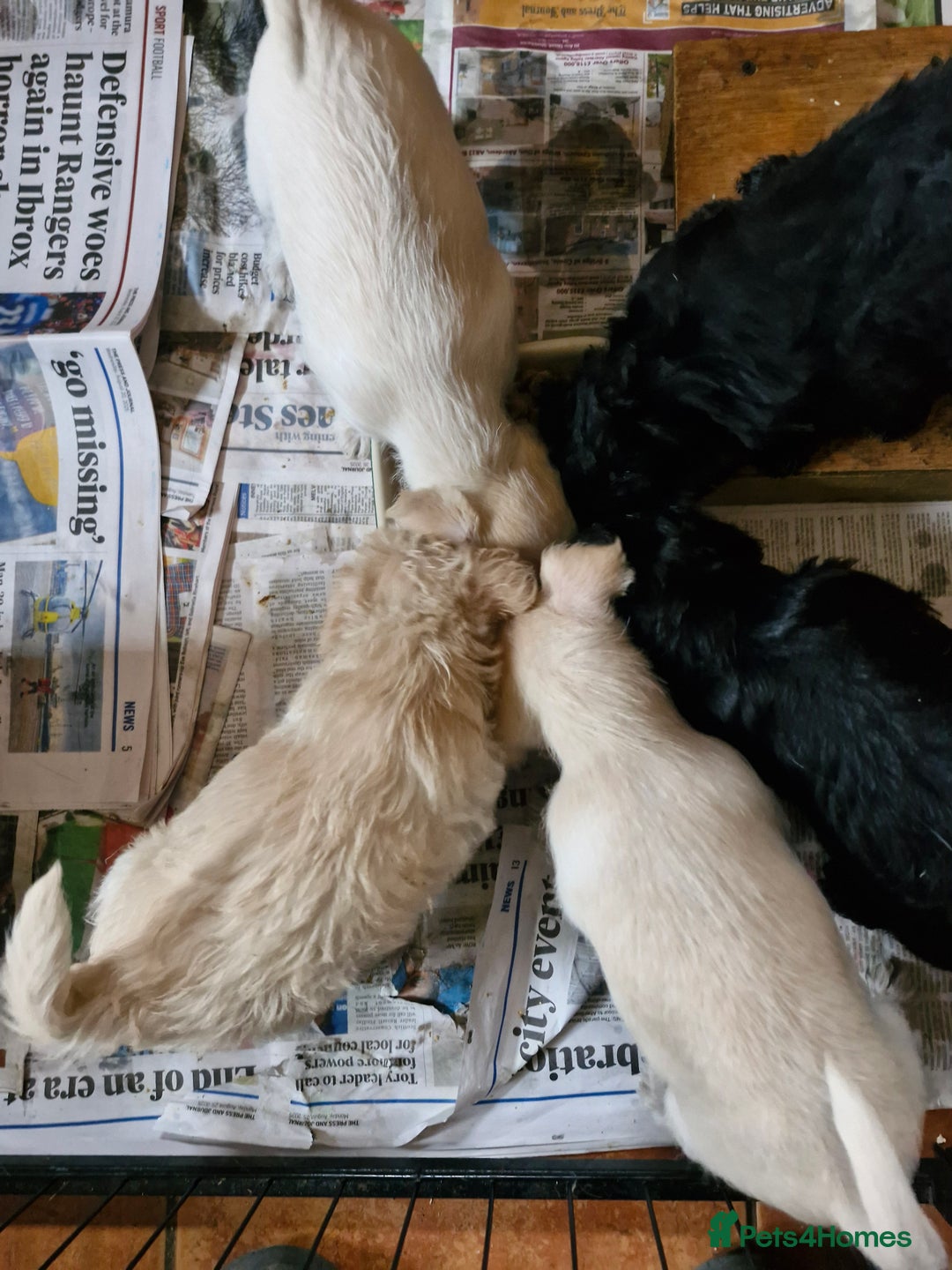 Schnoodle dogs for sale: Schnoodle puppies - Image 3