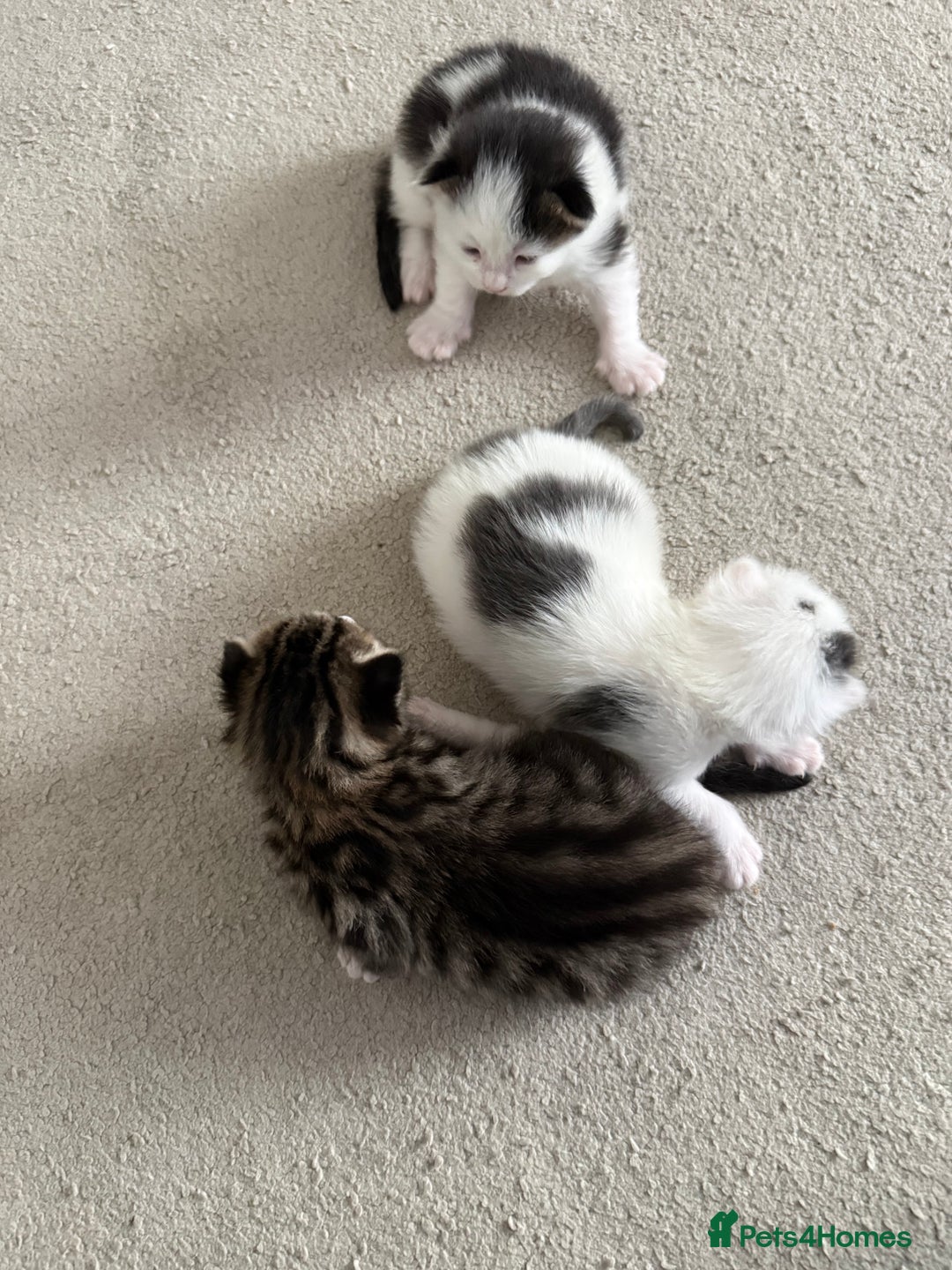 Mixed Breed cats for sale: Half Maine coon kittens.  - Advert 8