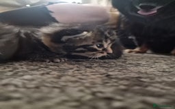 Maine Coon cats for sale: Maine coon cross munchkin kittens for sale in Cramlington - Image 13