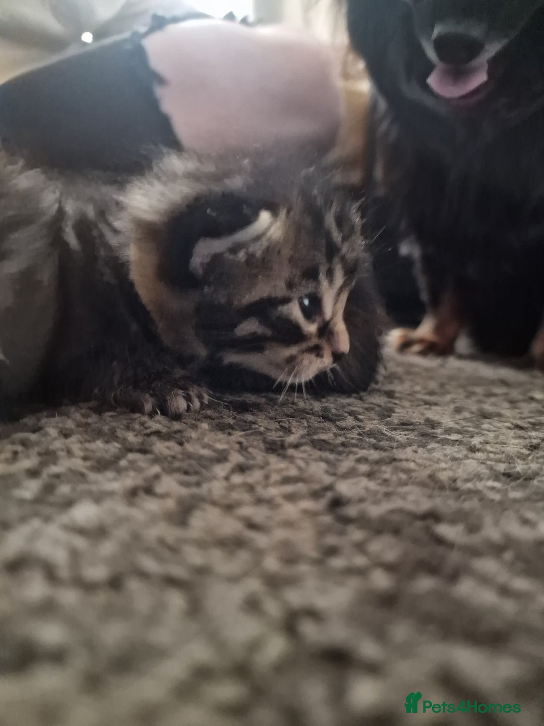 Maine Coon cats for sale: Maine coon cross munchkin kittens for sale in Cramlington - Image 13